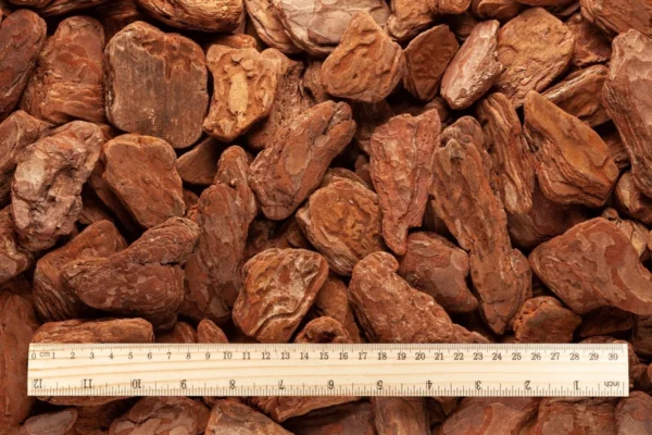 Pine Bark Nuts (30mm - 70mm) (Polished)