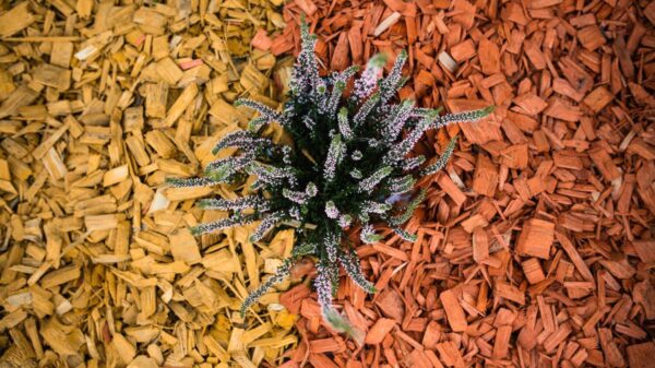 Farbiger Hackschnitzelmulch (20–40 mm) – Gold